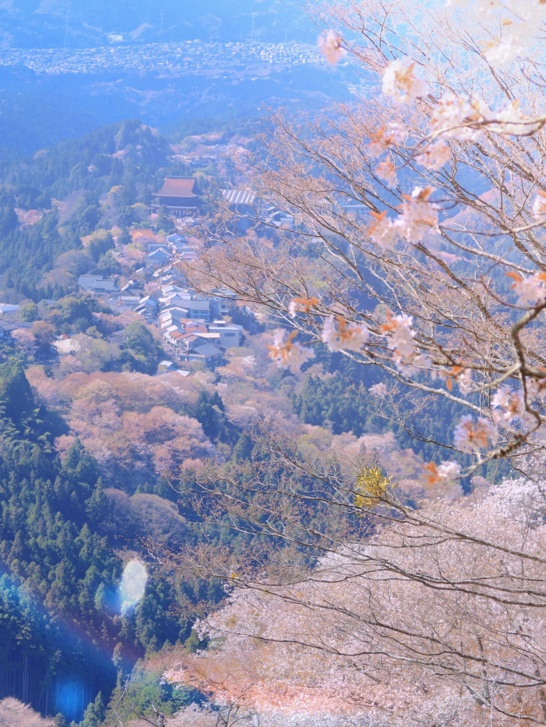 樱花山谷72吉野山