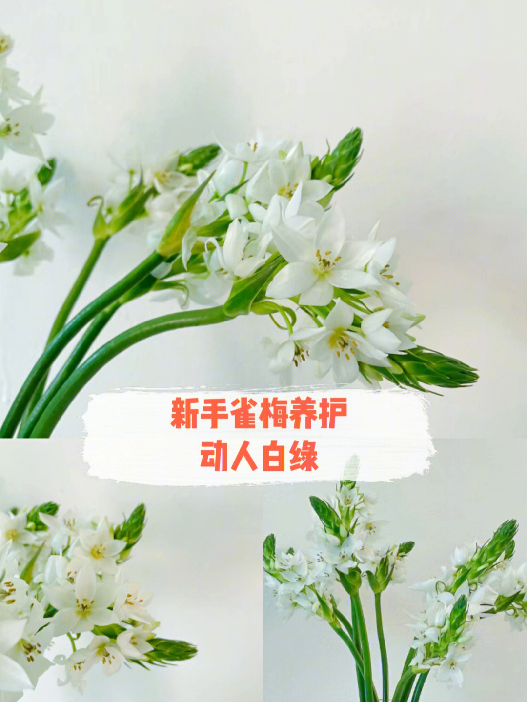 雀梅花怎么养图片