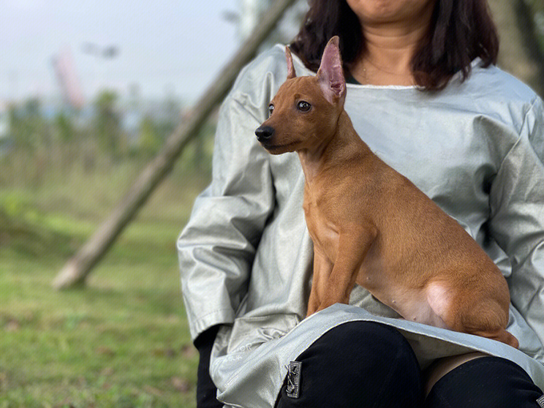 迷你宾莎犬出售图片