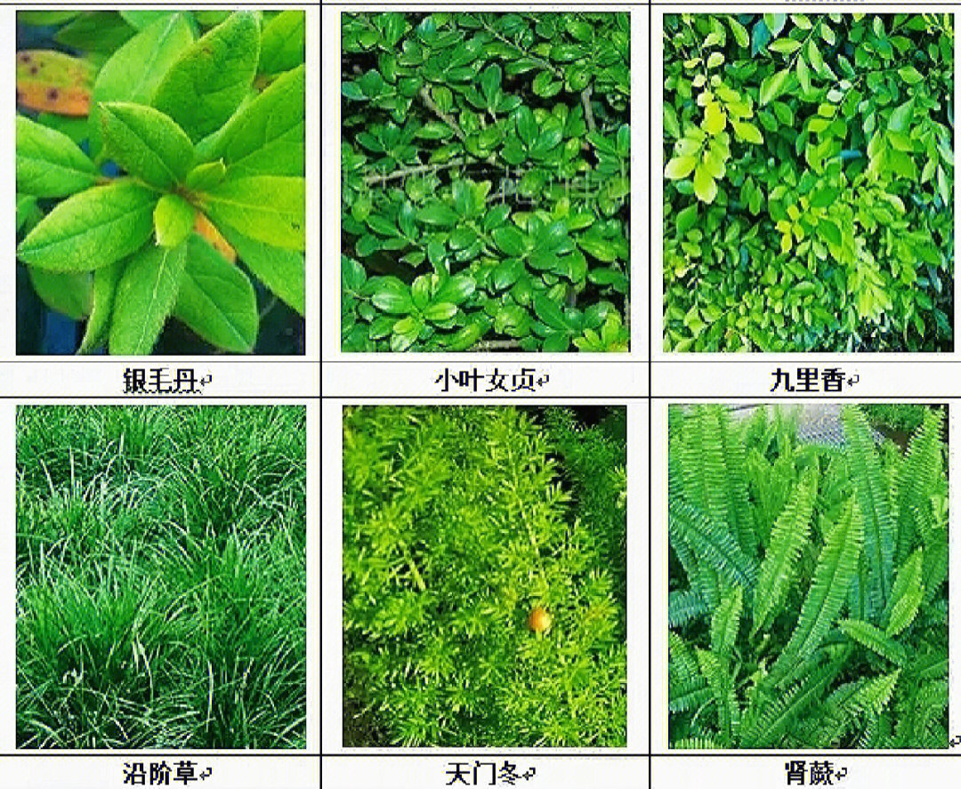 绿化苗木品种大全图册图片