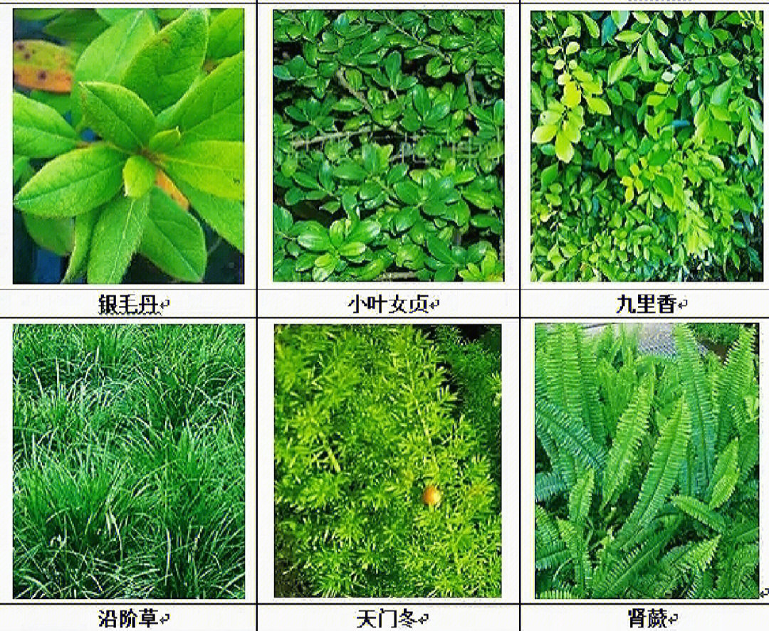 南方阴生植物图片