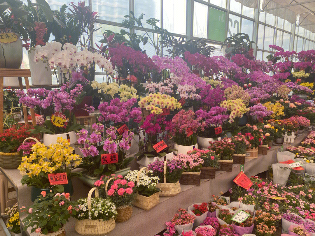 西安3511花卉市场图片