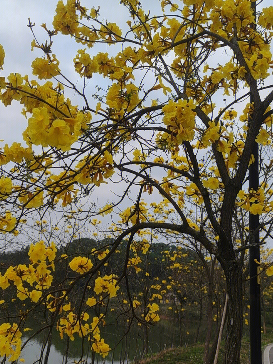 黄风铃花