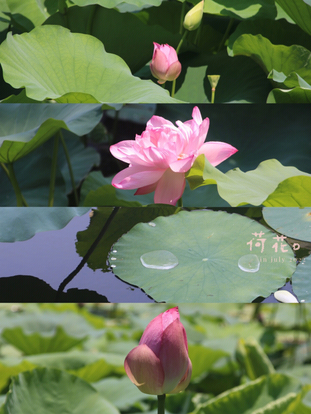 紫荆山公园据点图片