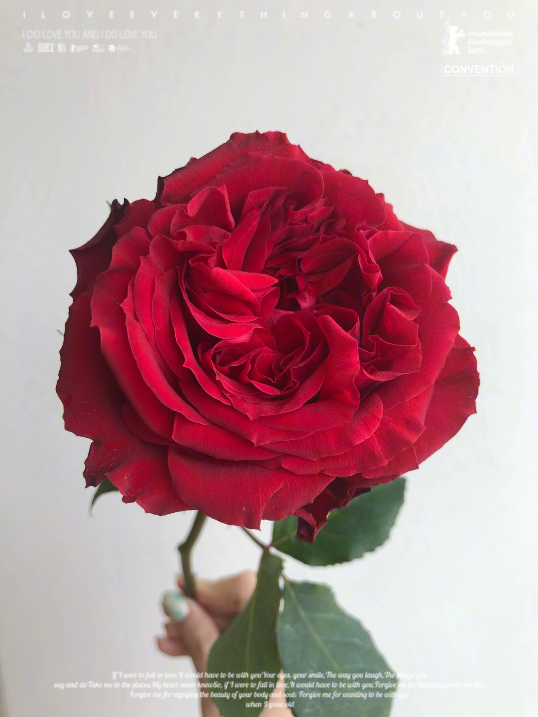 胭脂玫瑰花语图片