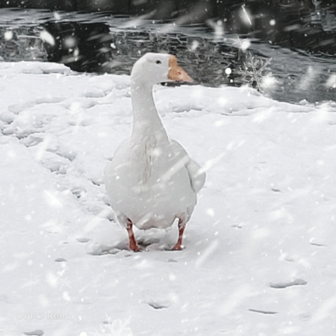 下雪了大鹅快跑图片图片