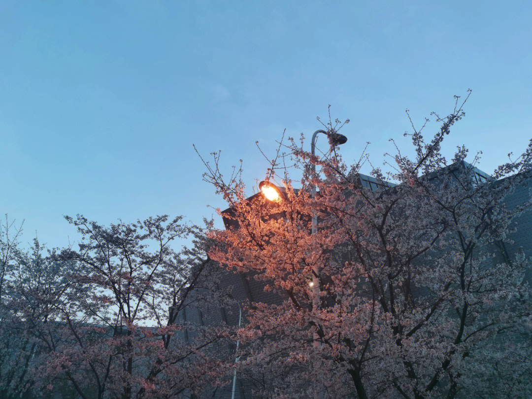 南山实验学校樱花图片