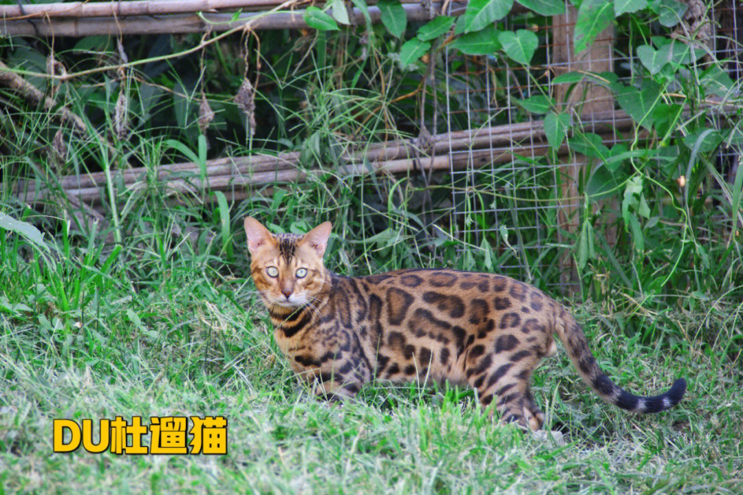 孟加拉豹猫和暹罗杂交图片