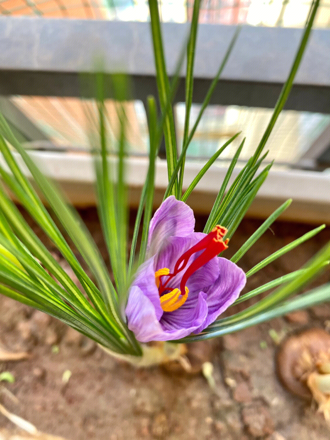 冒充藏红花的植物图片图片