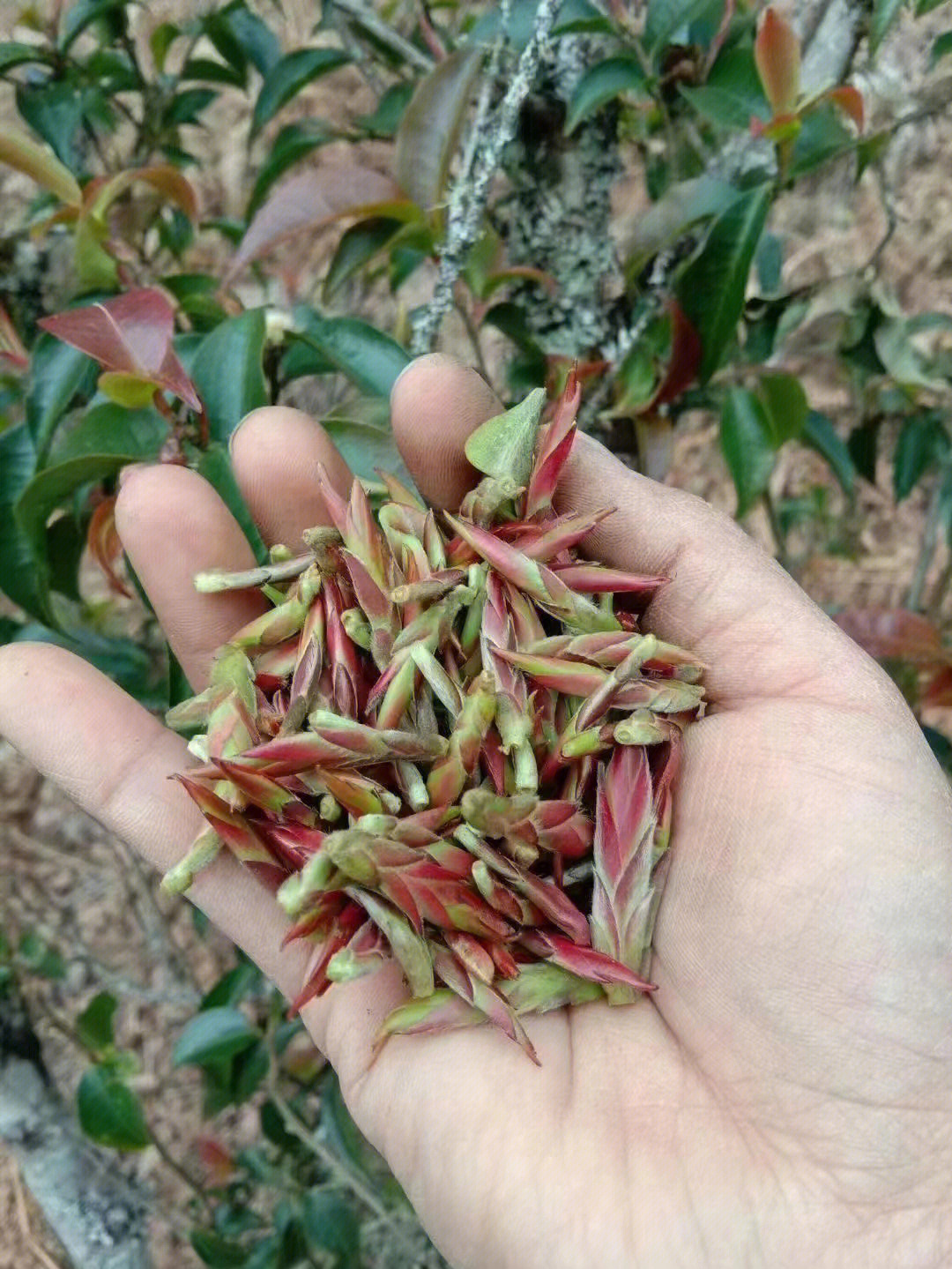 雄玻古树茶紫芽苞少量上市[悠闲[悠闲[悠闲]