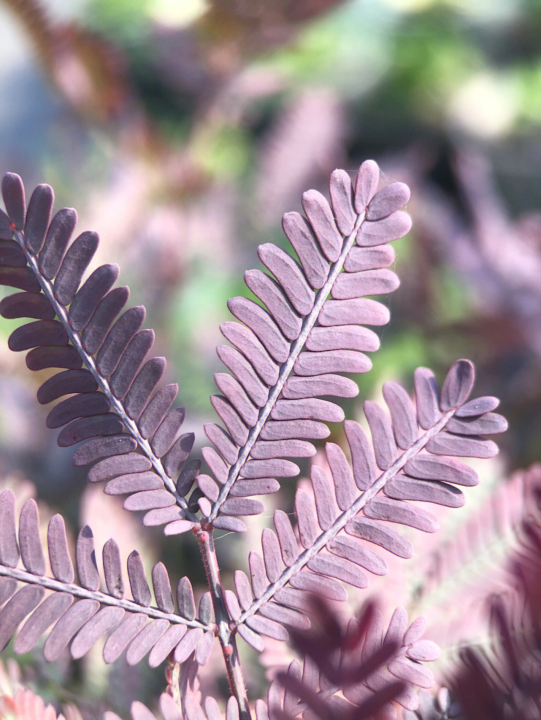 紫叶密羽金合欢种子图片