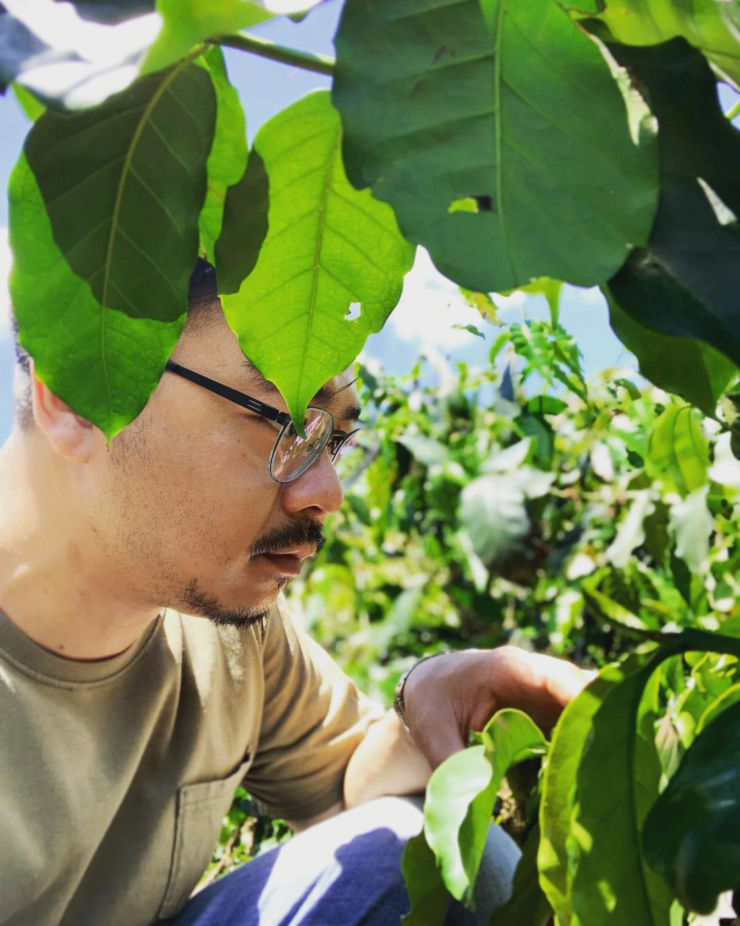 耶香豆抗癌图片