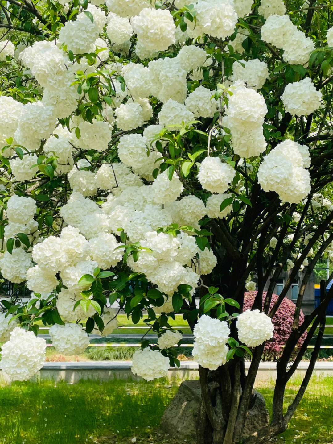 南京绣球花公园花期图片