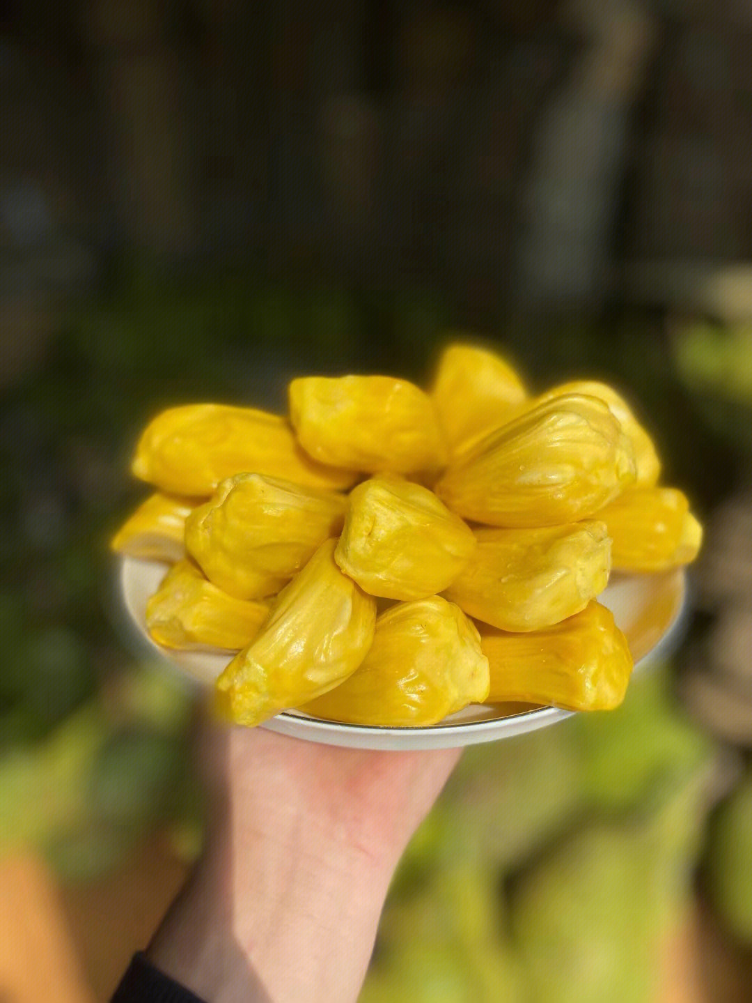 化州珍珠菠萝蜜图片
