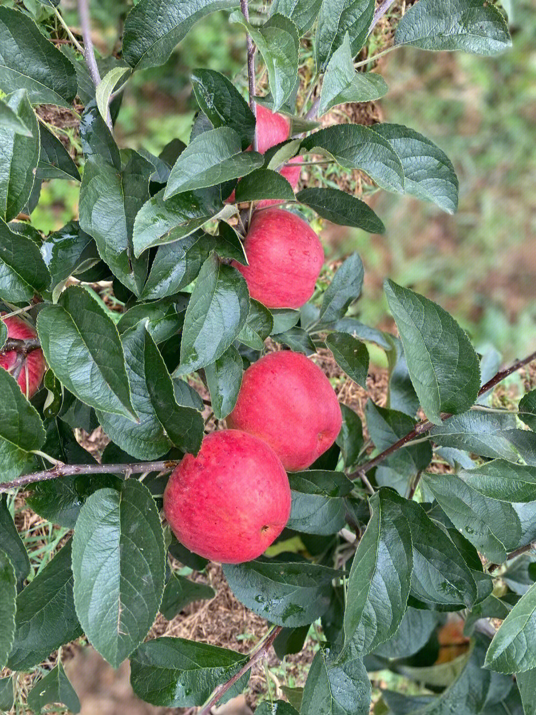 自然生长的苹果表面带有高原红带有雨水