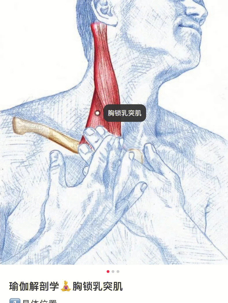 单侧胸锁乳突肌收缩图片