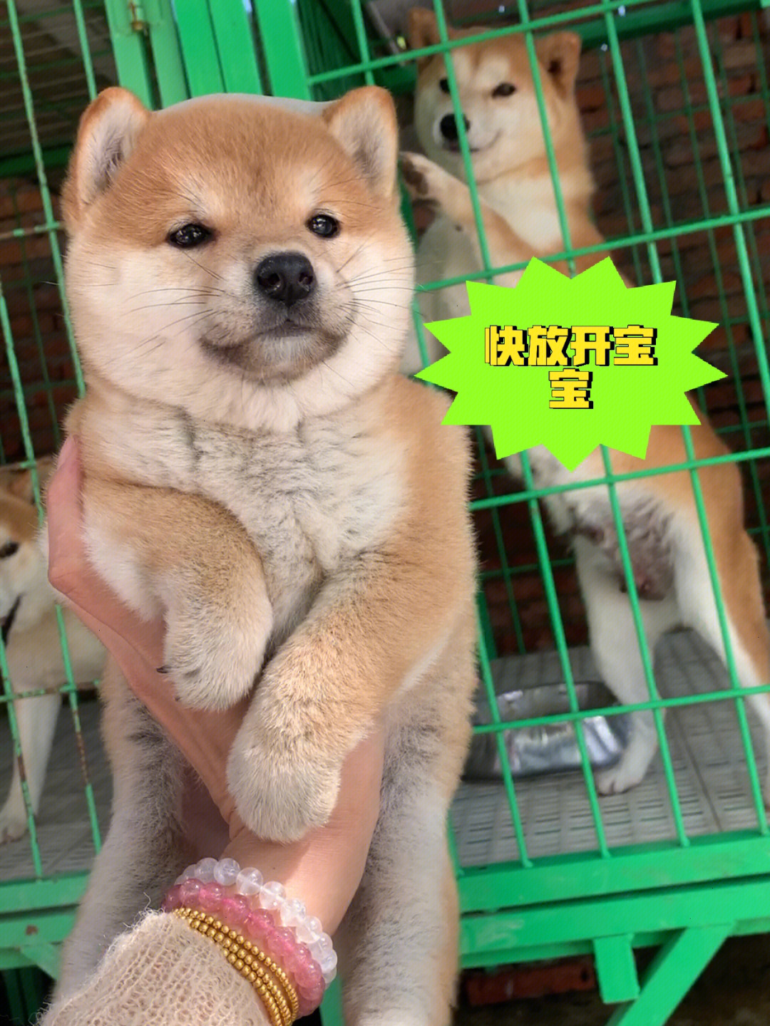 确实忽略了这个 重新回到小红书继续更新小柴犬宝宝#柴犬#日本柴犬