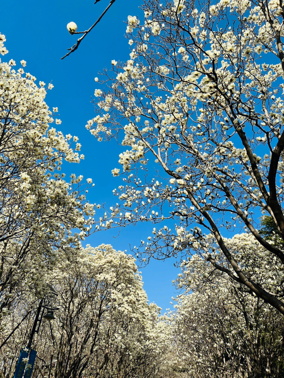 百花公园