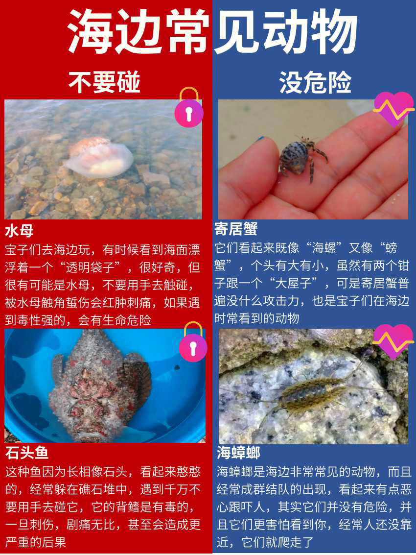 海边常见动物16种不要碰没危险