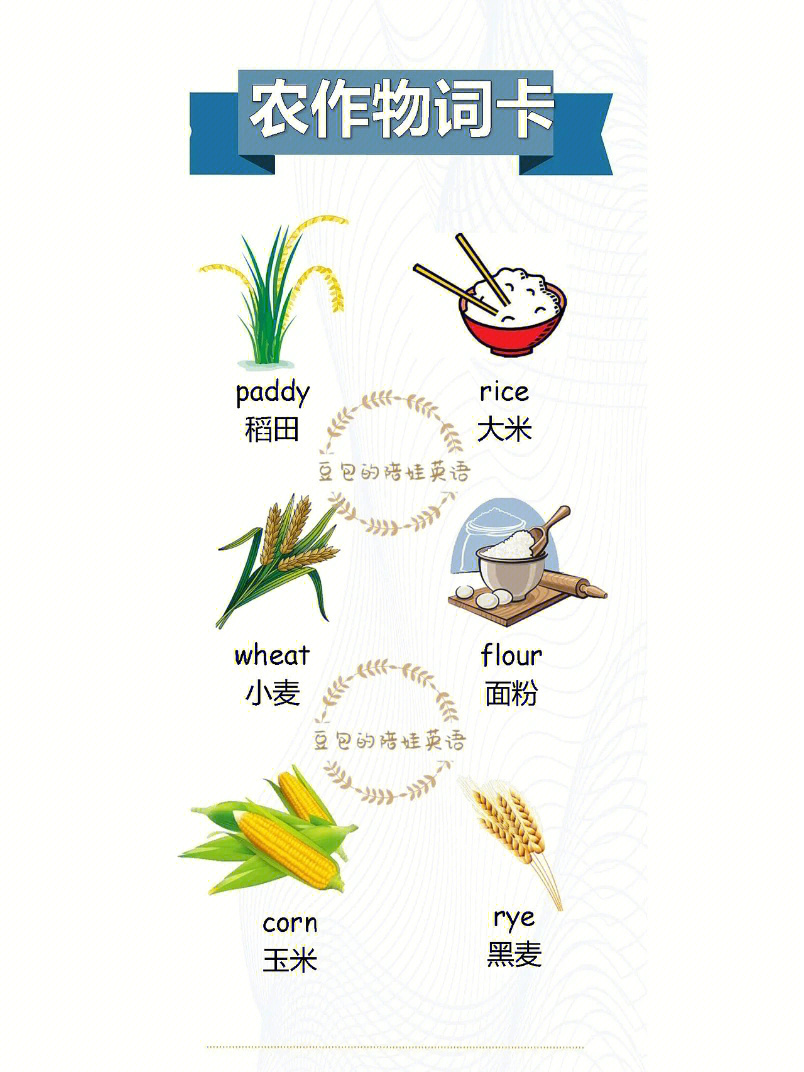谷物英文图片