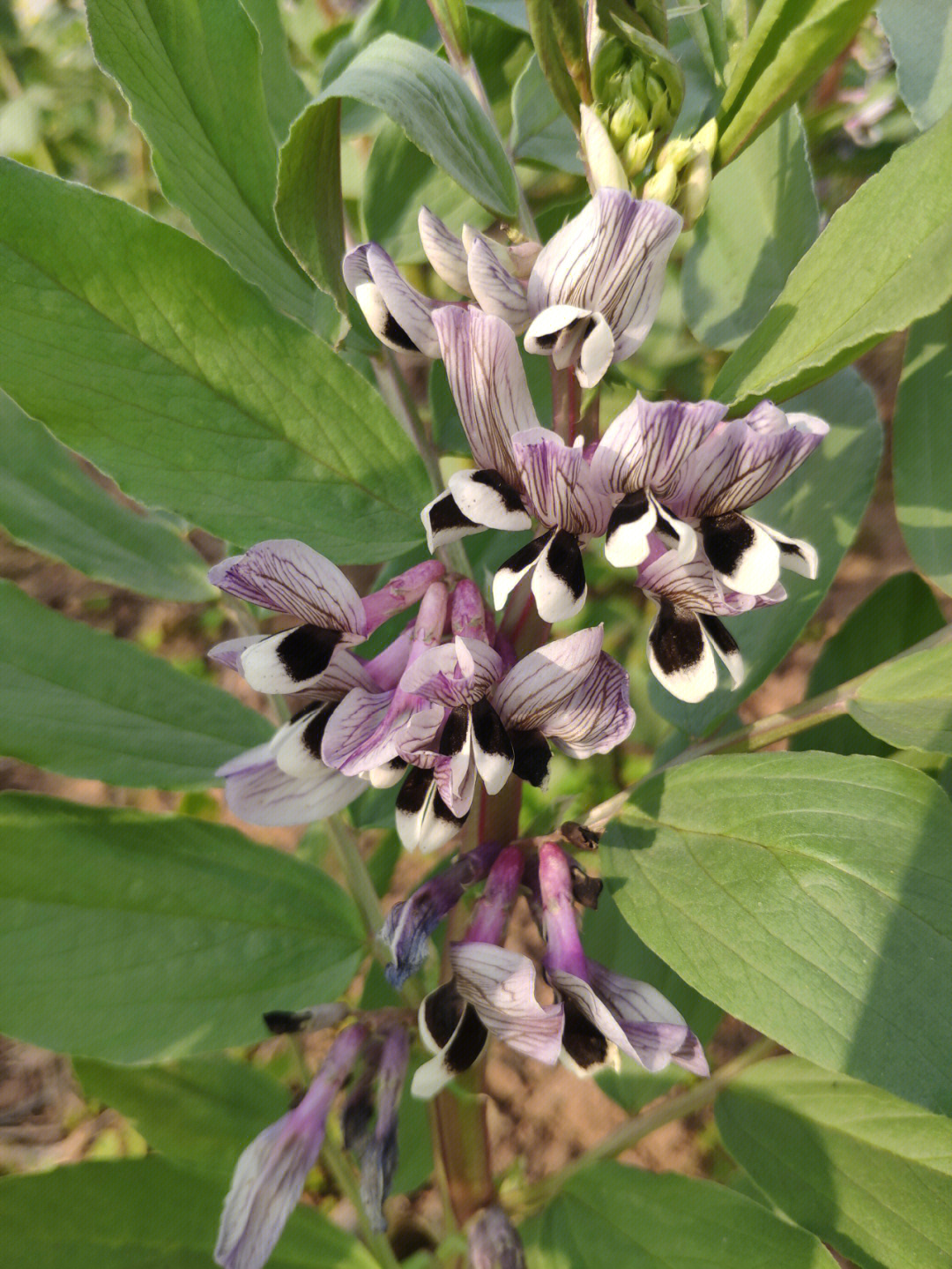 胡豆花豌豆花桃花油菜花月季花