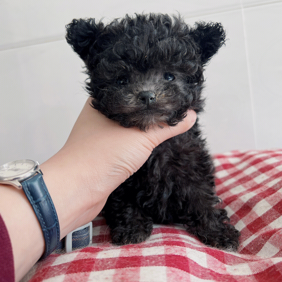 泰迪茶杯犬成年几斤重图片