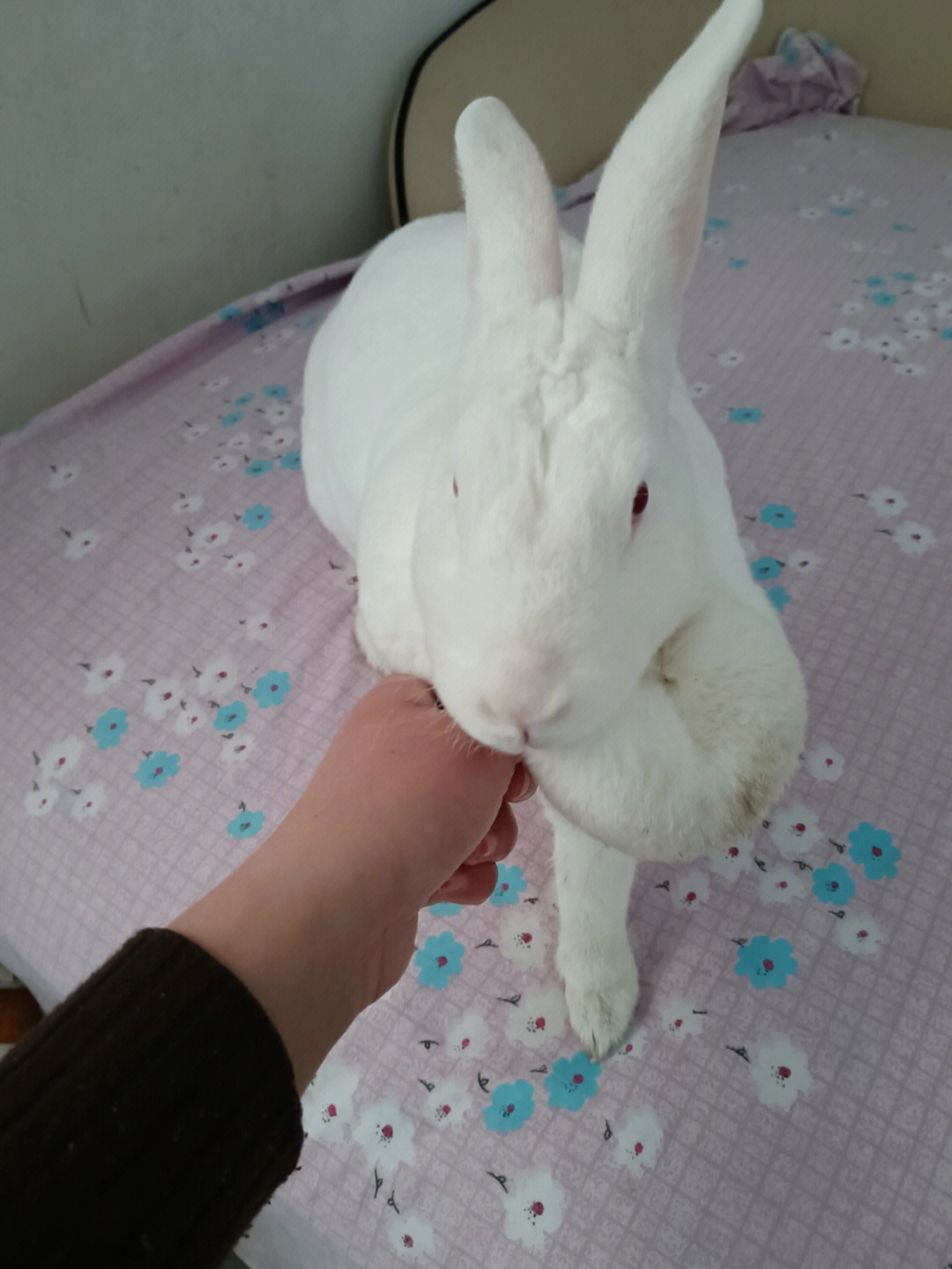 训练兔子握手图片