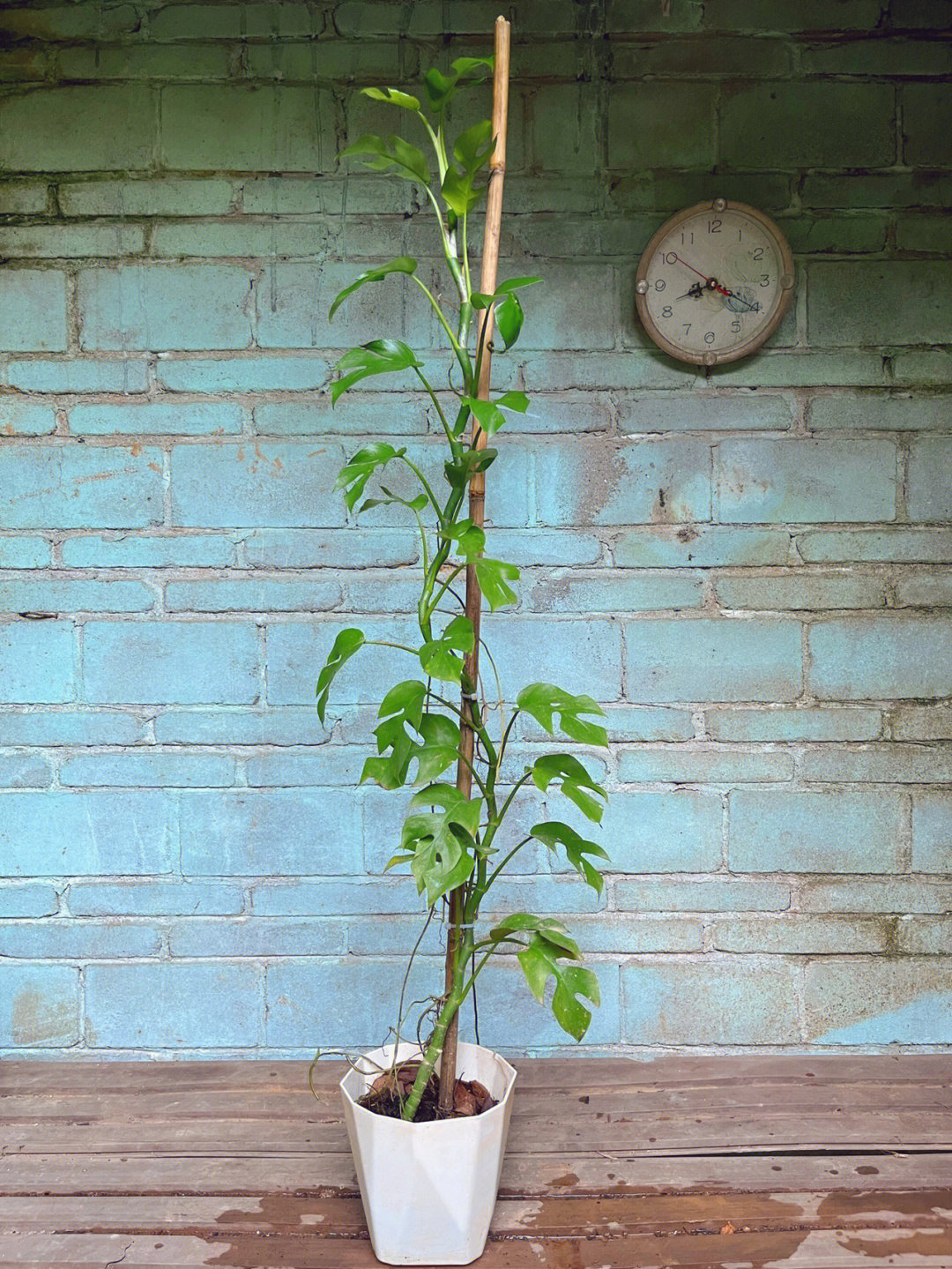 飞来凤草药图片图片