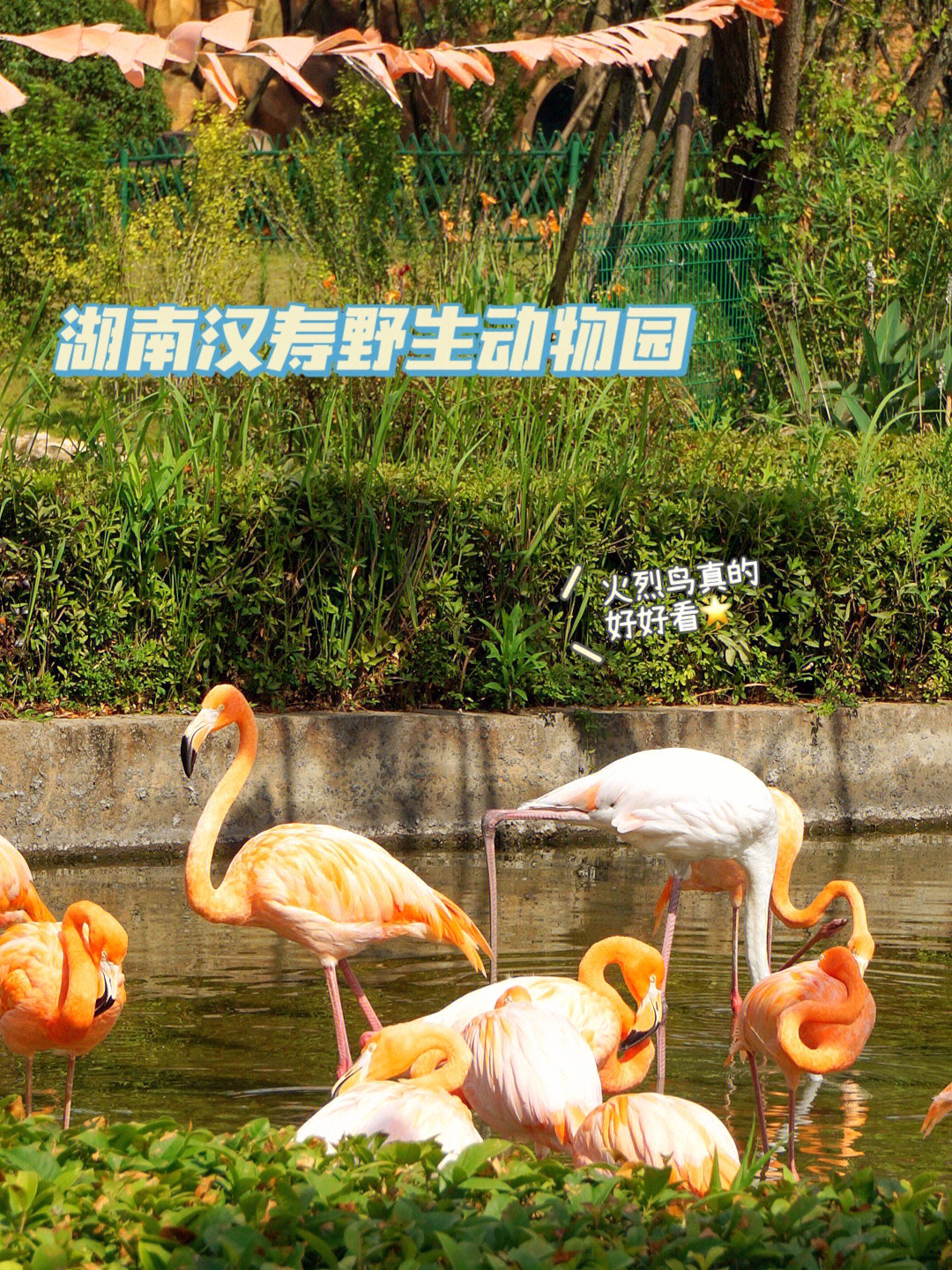 汉寿为何建最大动物园图片