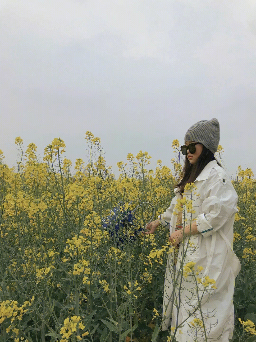 油菜花儿图片