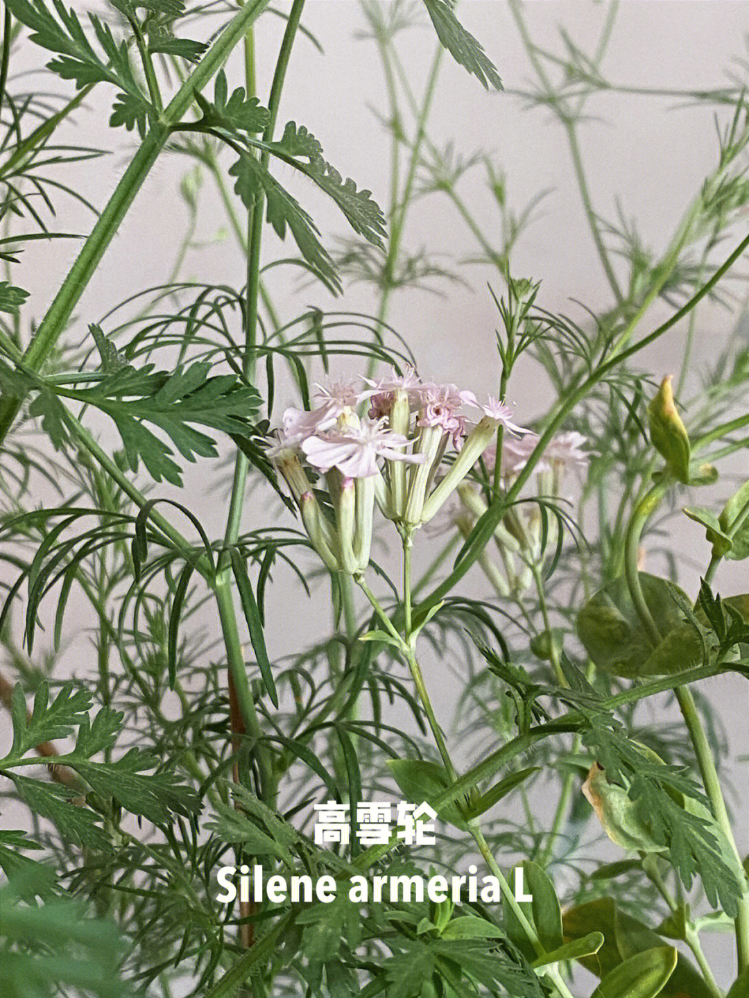 雪轮草花语图片