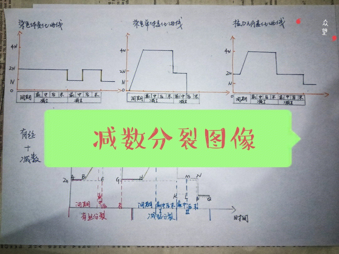 精细胞减数过程图手绘图片