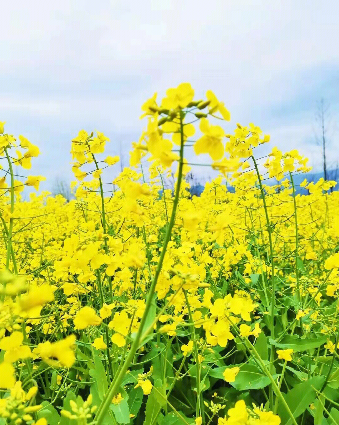 油菜花开花过程图片