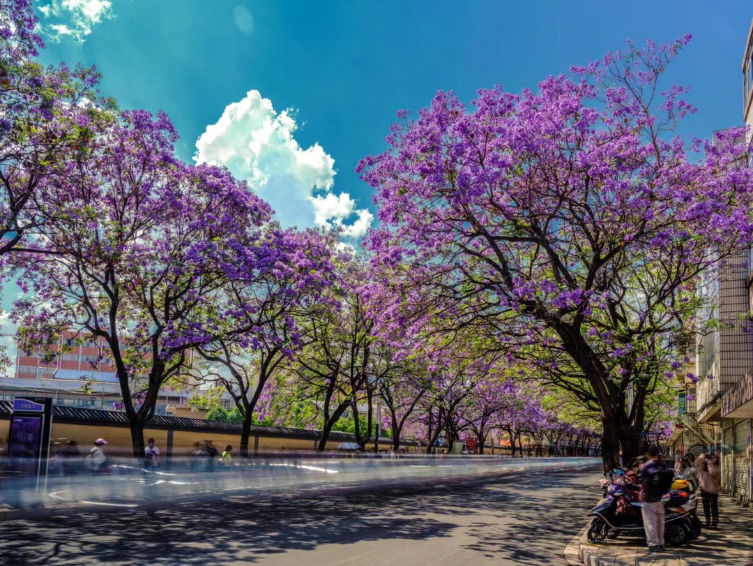 成都蓝花楹观赏地图片