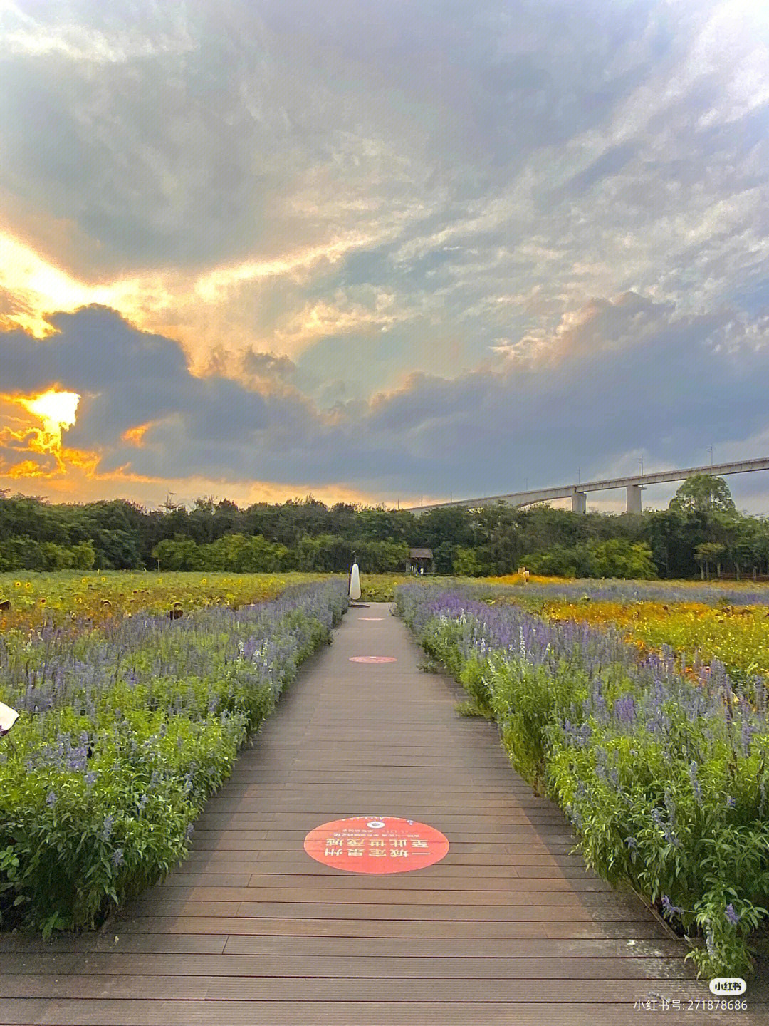 惠安花田小镇图片图片