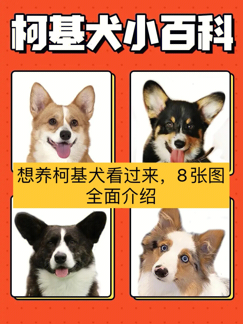 柯基犬四种颜色性格特征优缺点养育指南