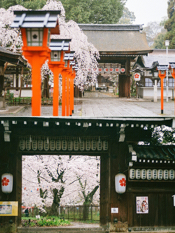 京都雨中平野神社别有意境