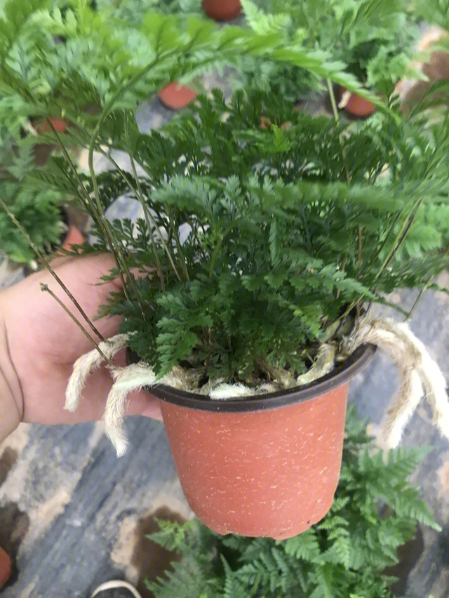 狼尾蕨蕨类植物