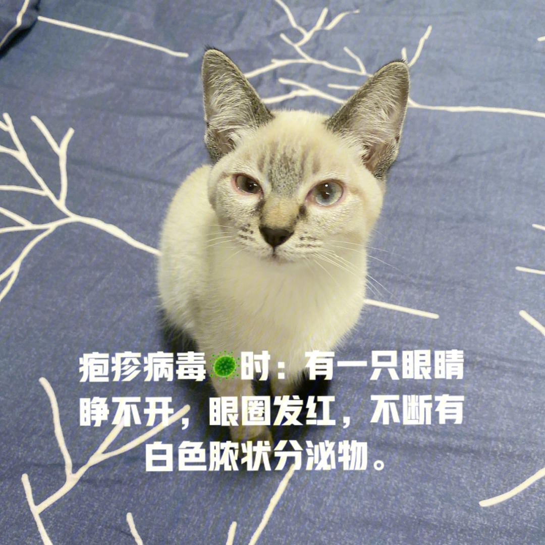 猫咪疱疹病毒04的治疗方法