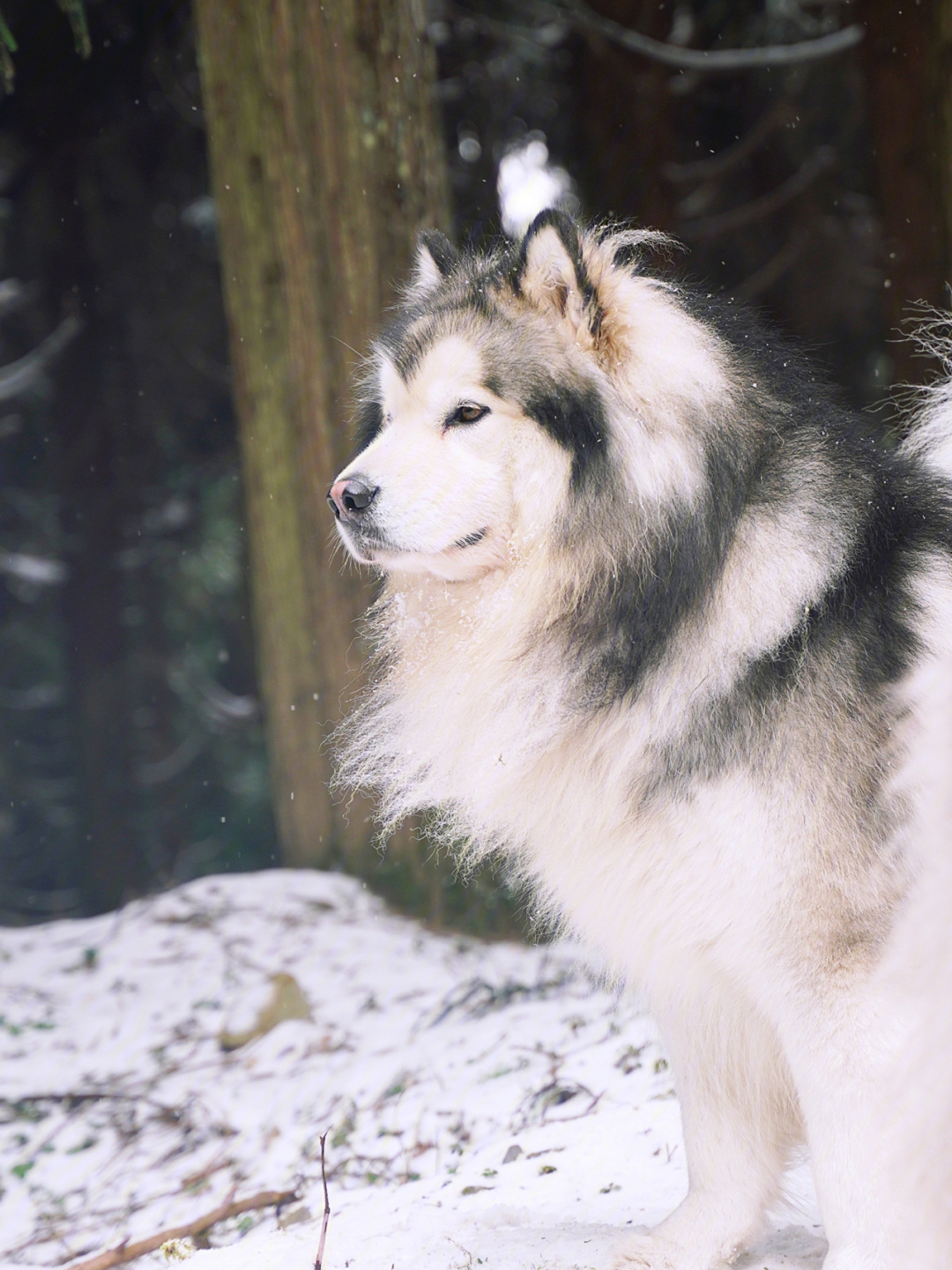 阿拉斯加雪橇犬和雪景就是绝配