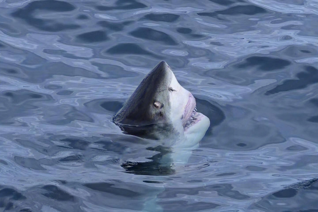 shark cage diving在海底和大白鲨亲密接触