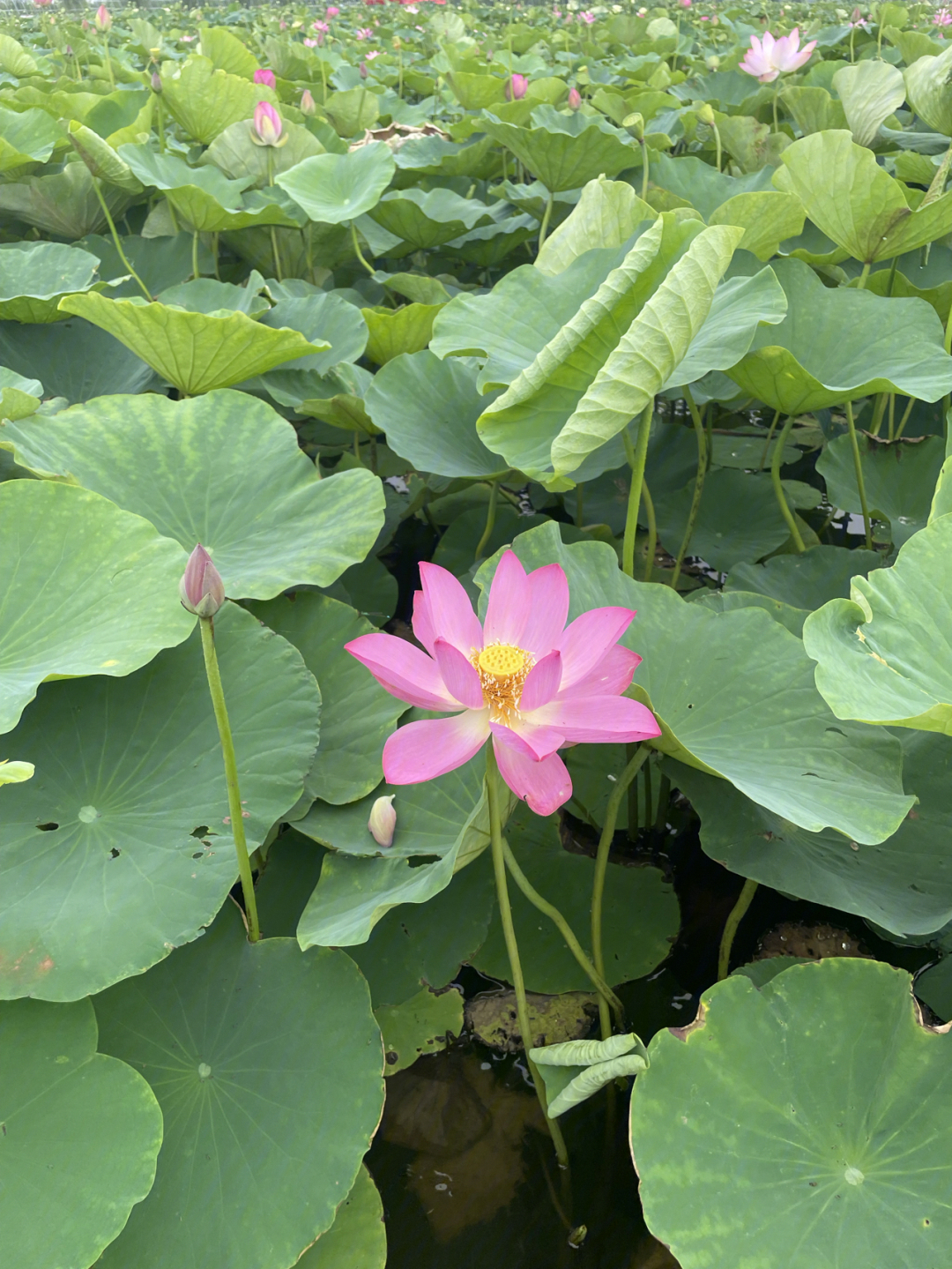 隐藏在小村里的百亩荷花池