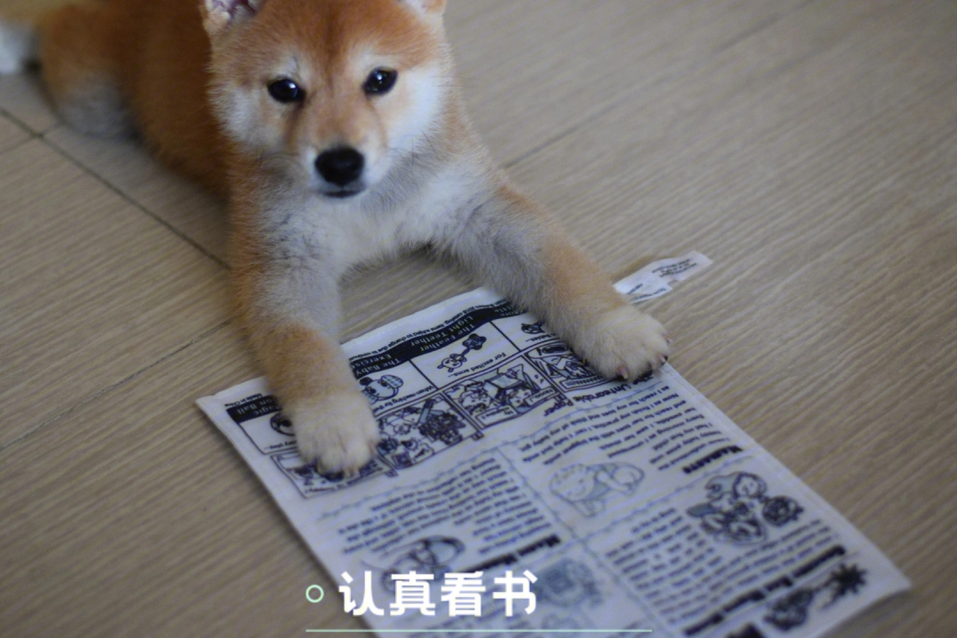 柴犬乌冬的读书时间