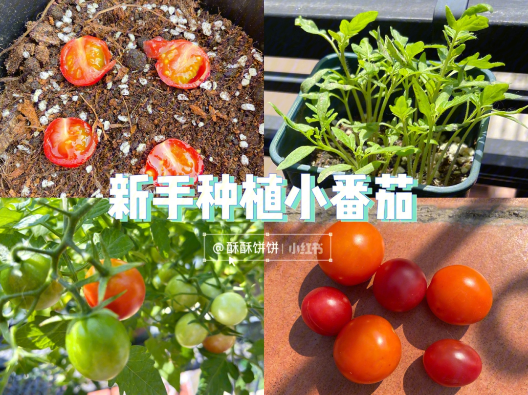 阳台花园|新手也可以尝试小番茄的种植过程