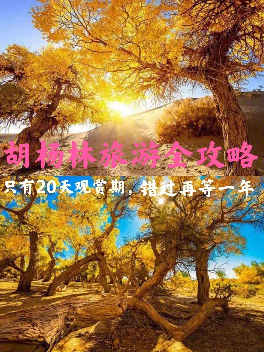 额旗纳旗胡杨林旅游攻略最美秋景胡杨林