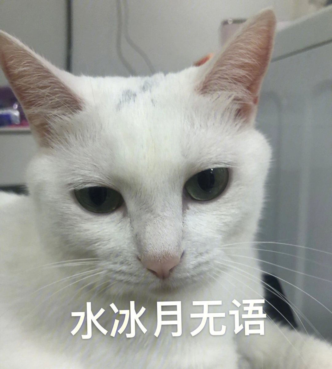 沙雕猫咪表情包