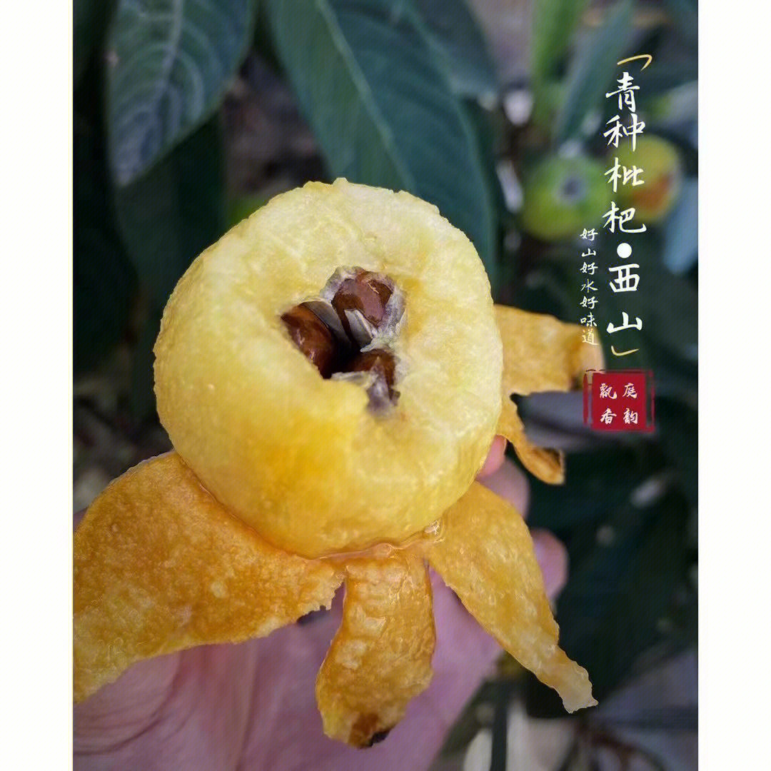 西山青种枇杷