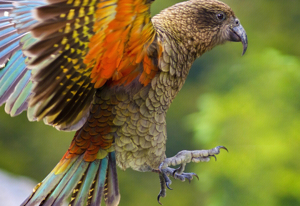 啄羊鹦鹉(学名:nestor notabilis(kea)是新西兰南岛上的一种大型鹦鹉