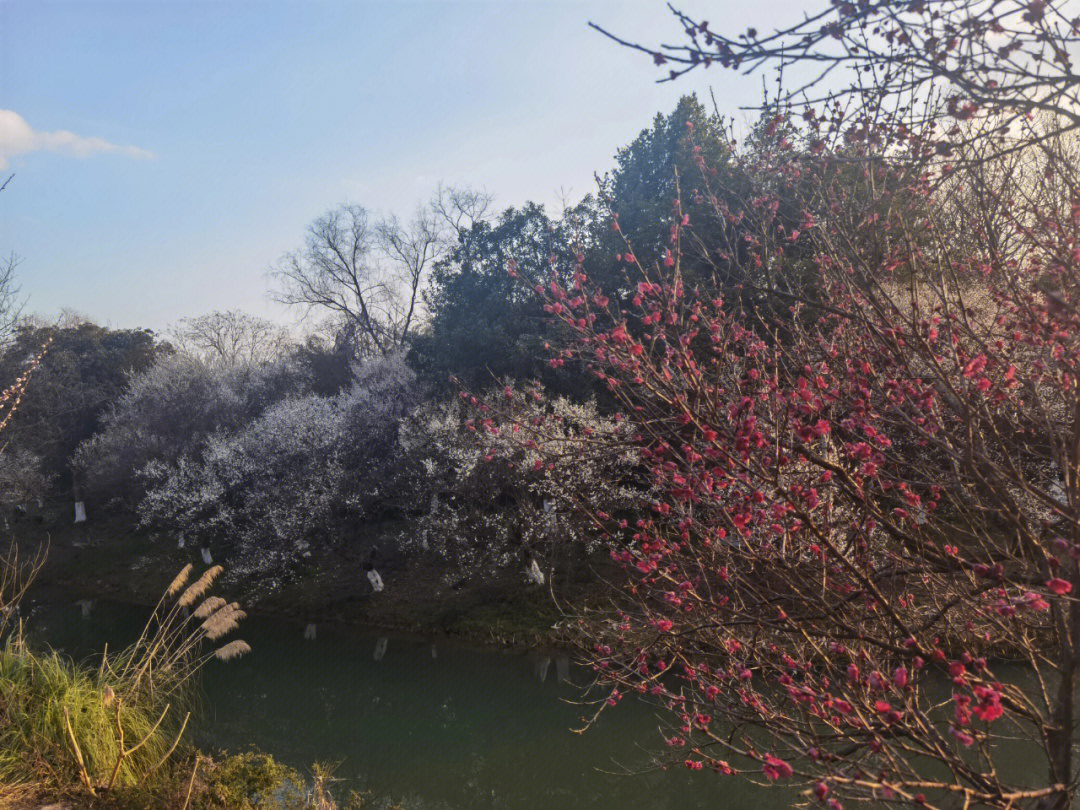 赶紧来西溪湿地赏梅花人少花多速来