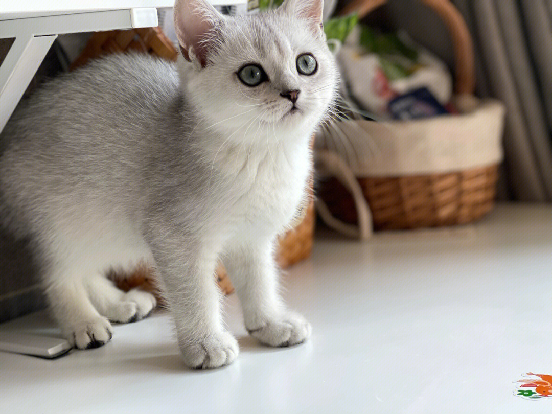 银渐层英短北京精品小猫区别有花纹红瞳眼